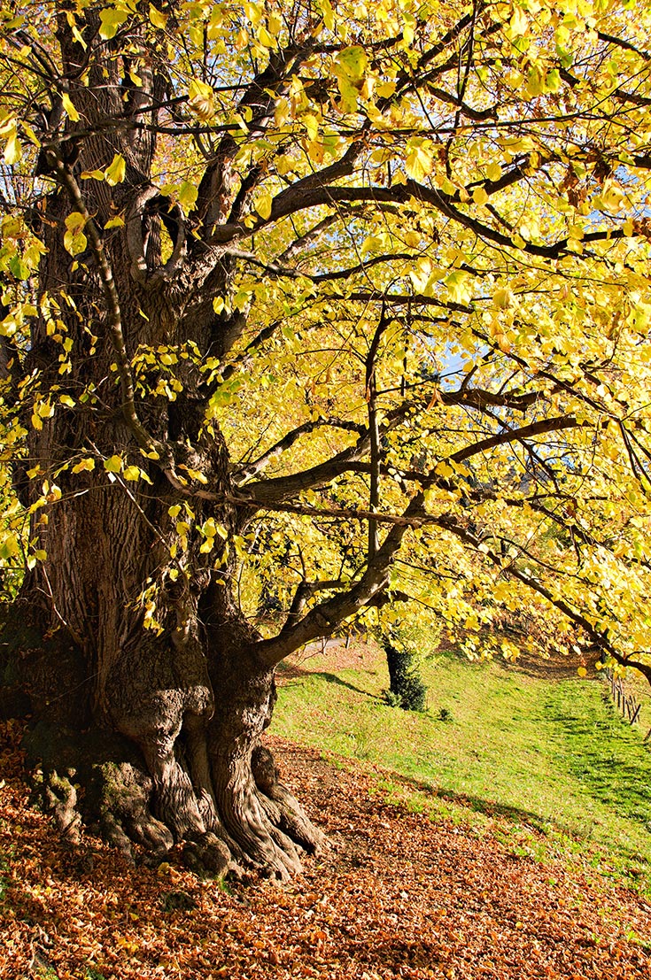 Baum im Herbst - alte Linde in Gasse